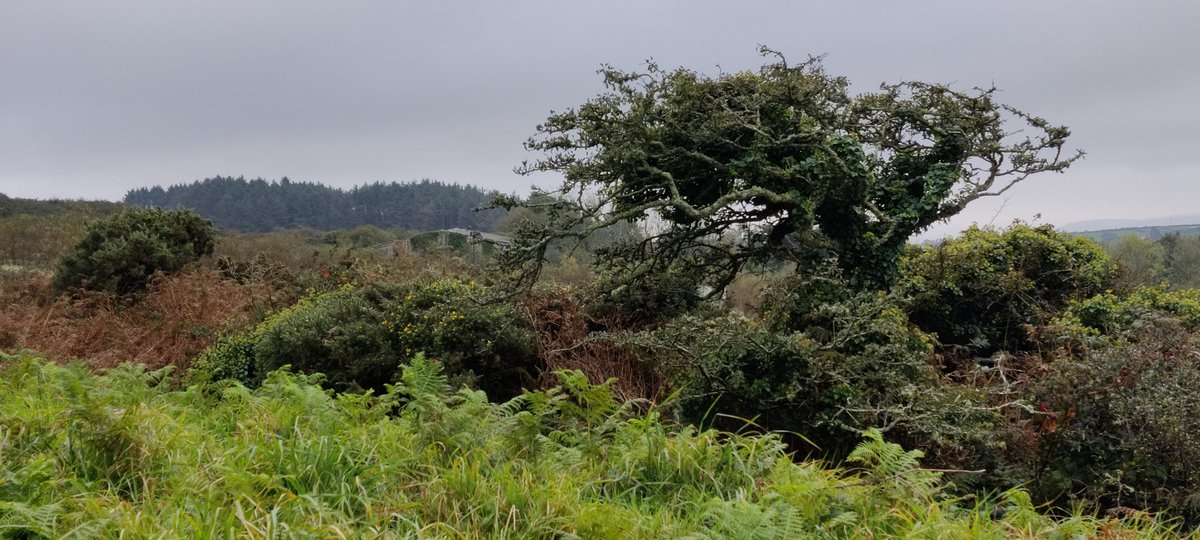 Sarah_racewear's tweet photo. Thank you everyone for your good wishes yesterday!

Today we went to Chysauster Iron Age village, which is just up the road from where we are staying. #Chysauster https://t.co/On2tLryheB