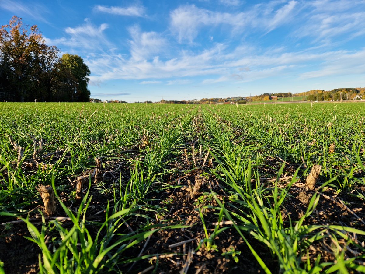 makesoilgreat's tweet photo. Three years of notill, cover crops and diversity in the rotation have produced this soil structure and w.wheat establishment. 
No miracle cure with biostimulants, compost-tea or special tillage equipment.

Simply, just done as little as possible.
#ConservationAgriculture https://t.co/LZdROAiMK8
