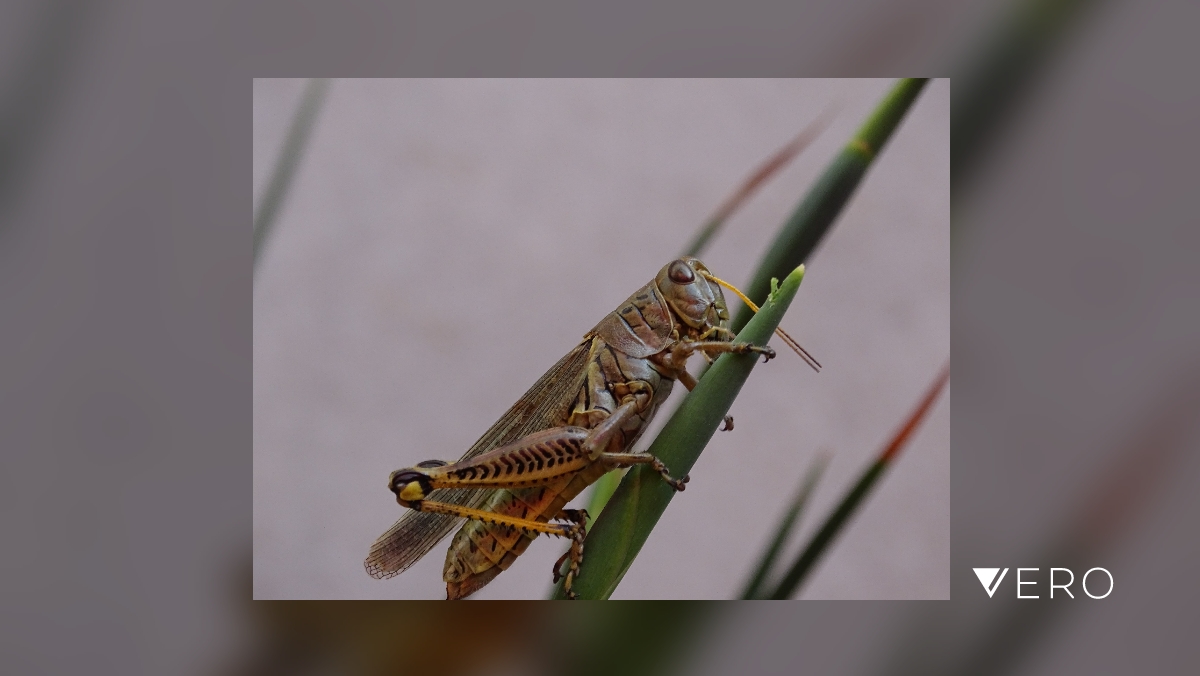 hectorivanluna's tweet photo. #AnimalBodyPart #AnimalWildlife #Nature #Green #Insect #Wildlife #Outdoors #Animal #Grasshopper #photography #MacroPhotography #mexico #hx400v #CloseUp https://t.co/2A0EaVprQu https://t.co/UmWl6bZ8xw