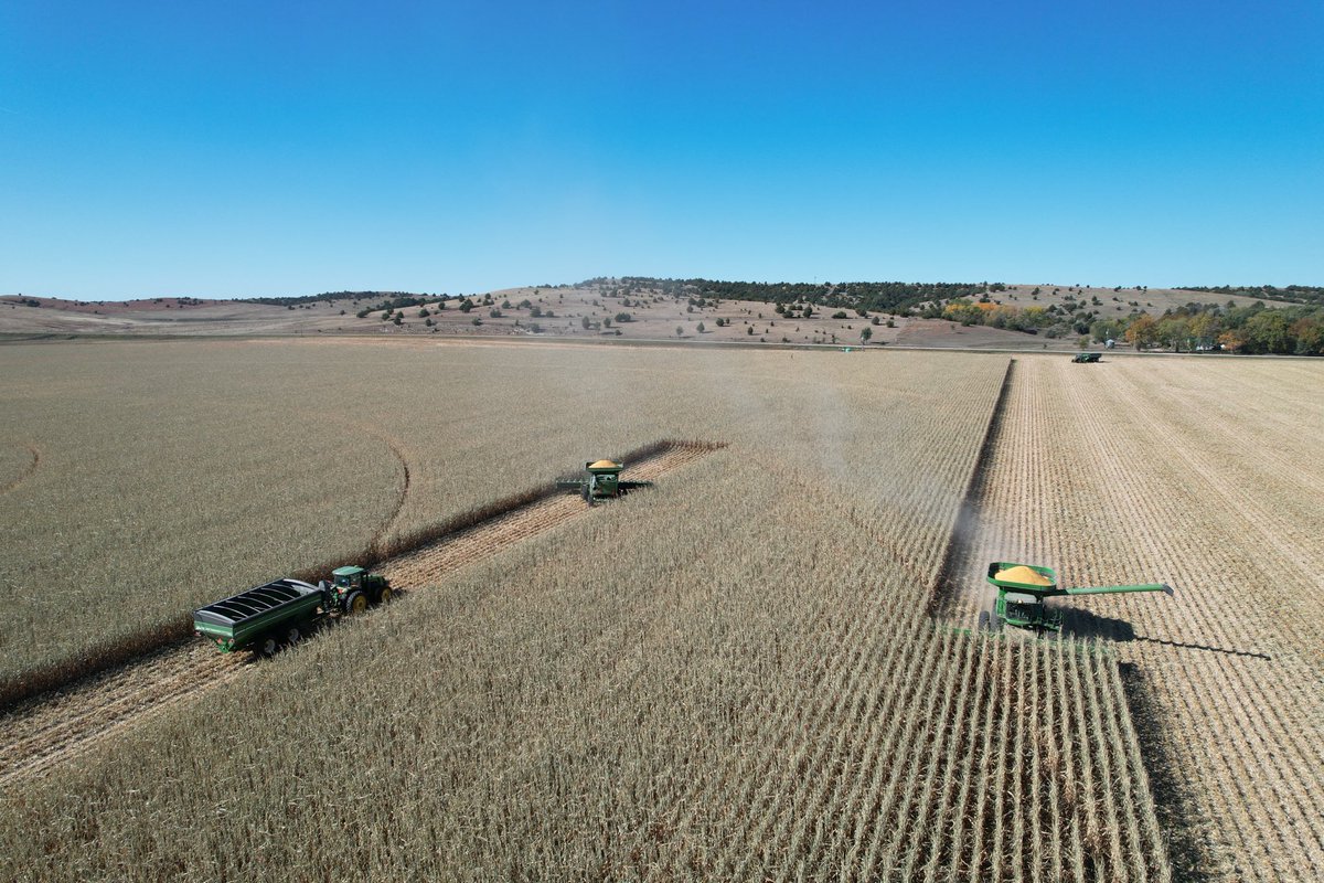 cattleNcrops83's tweet photo. Keeping the trucks busy today. DKC64-64 SSRIB 🌽 ⁦@DKAS_HP⁩ #BAYER4NE https://t.co/Jmz1smHewb