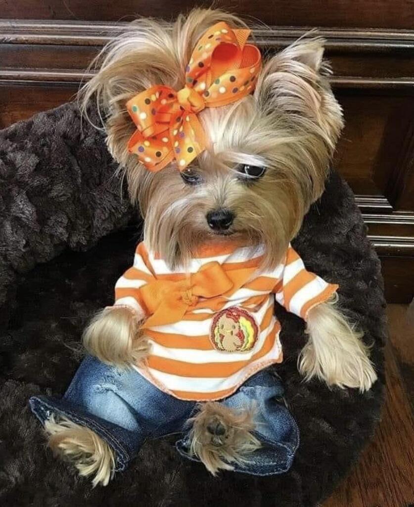 Cute Animal Pictures tweet media