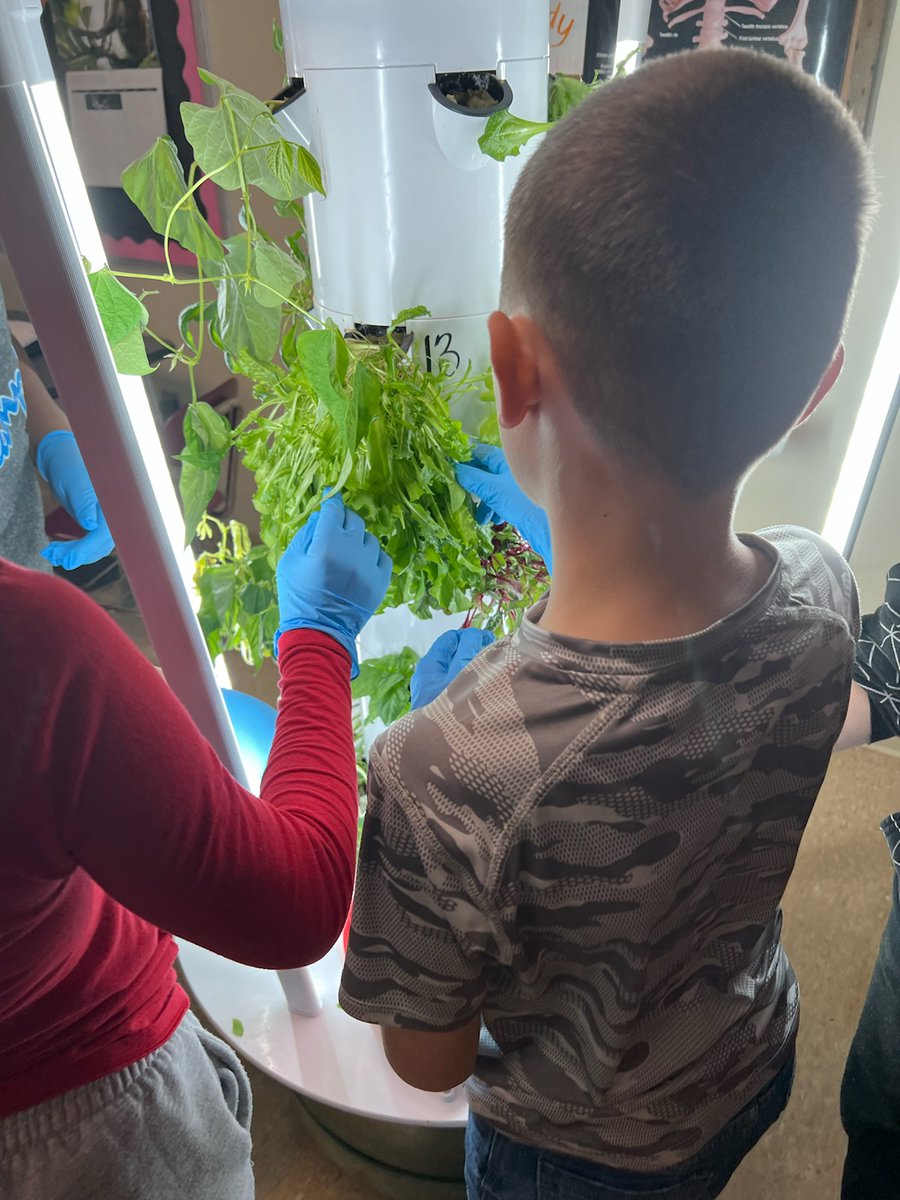 strobleclass's tweet photo. Students were able to harvest their lettuce today. https://t.co/1dTLgiGgg1