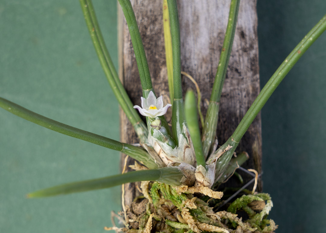 I have a speciality:  I have the singular capacity of managing but a single flower per orchid plant. Here, a capanemia superflua micro-orchid which should have quite literally hundreds of tiny flowers cascading down, I manage to get just ONE  😆 #orchids #orquideas #tinyflowers