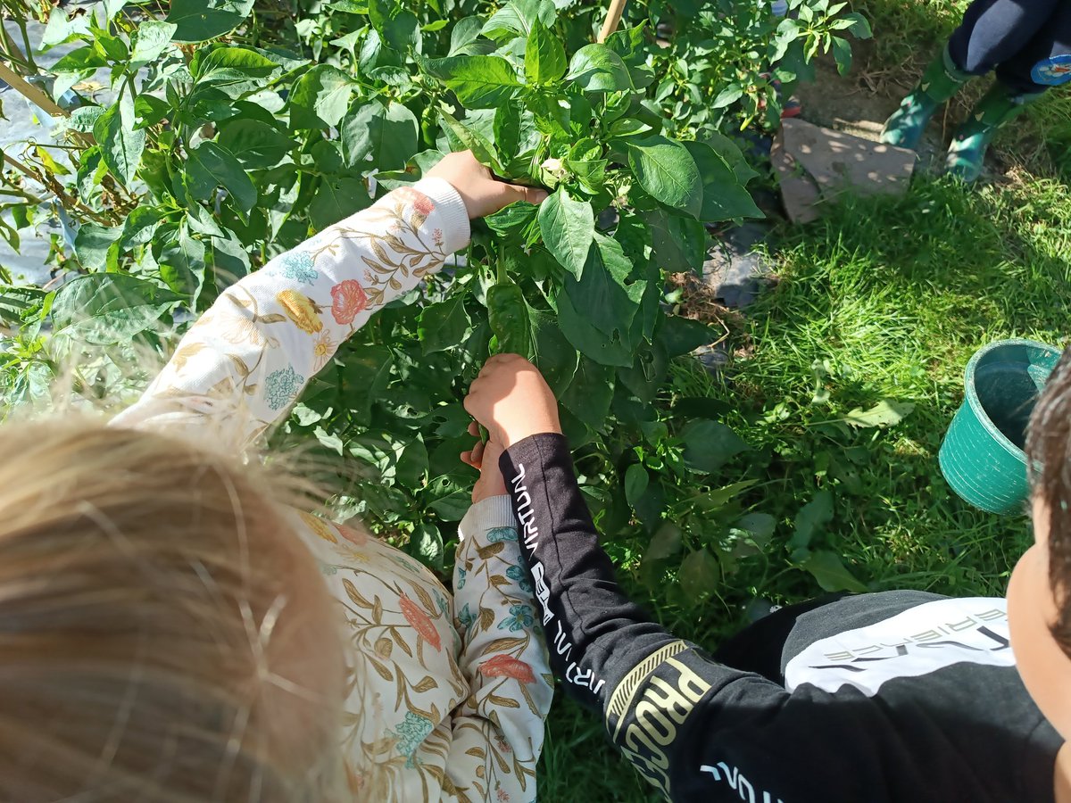 nlandache's tweet photo. Zakarra, leuna, lodia, mehea, handia, txikia,... landereak ezagutzen aritu dira 5 urtekoak. ¿Qué tamaño tiene está hoja? Y al tocarla es suave, áspera,...? los/as de 5 años han estado investigando
#baratza #logicamatematica #vocabulario #elikadura @MRE_Eskola https://t.co/Ykw3c8T9I4
