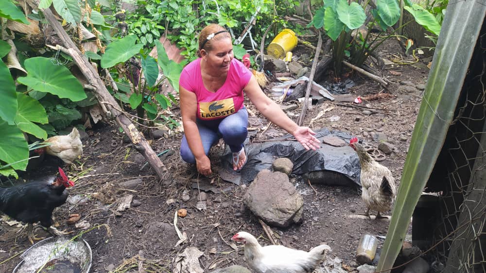 #Portuguesa👩‍🌾En aras de seguir impulsando los programas del Plan Agrourbano Carabobo200, en el Mcpio. Sucre, honramos las #ManosProductivas de nuestros productores de la comunidad Valle Verde,cosechan el fruto de su trabajo demostrando que no hay límites cuando se quiere producir