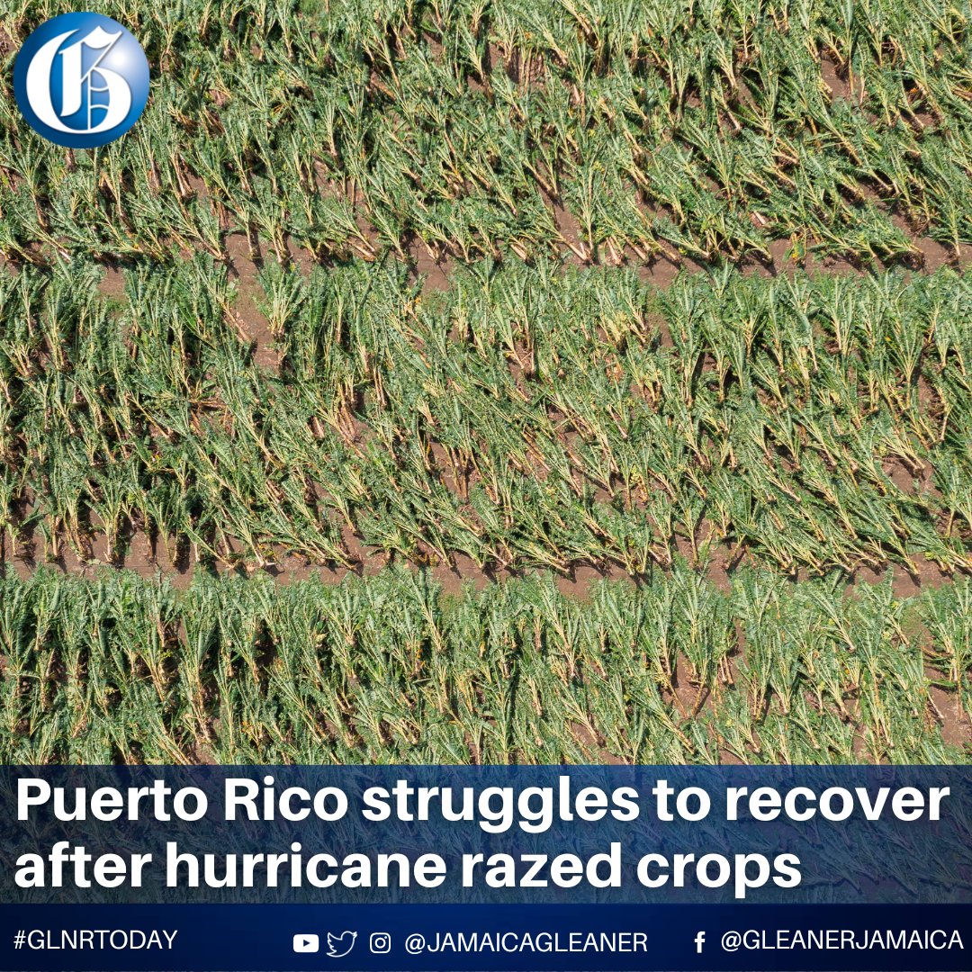 Jamaica Gleaner on Twitter: 