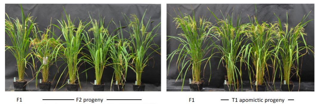 High-frequency synthetic apomixis in hybrid rice 😍 👇👇Have a look to this pre-print if you want to know more about clonal seeds in rice🌾🌾... 📖biorxiv.org/content/10.110… by I. Khanday, @Raph_Mercier , V. Sundaresan & E. Guiderdoni labs @AgapInstitut