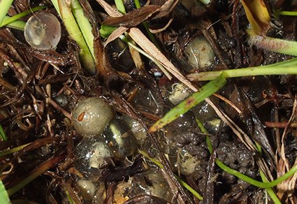 Zootaxa updates on Twitter: "Morphological and taxonomic reexamination