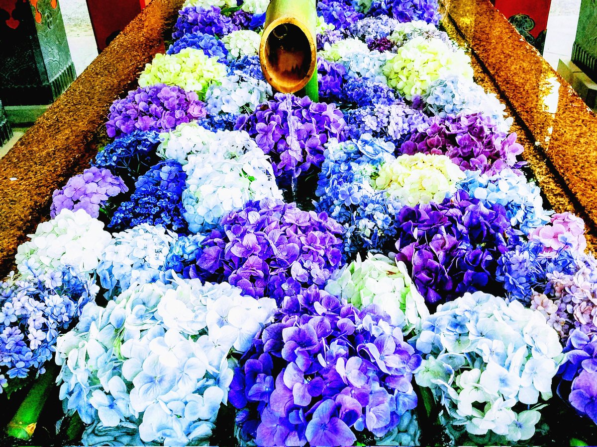 michitoshi428's tweet photo. 『一片氷心』

鎌倉・鶴岡八幡宮の花手水の四季🌾

お礼の気持ちのRTが誤解を招き、誠に申し訳ありませんでした。

皆様の幸せをお祈り致します。 https://t.co/F9WcSGOJae