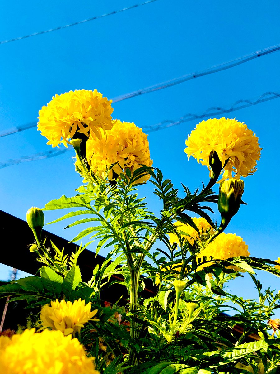 eO48544649's tweet photo. Good morning❣️
It’s a beautiful sunny day, today.
I saw lovely flowers. It’ resembles chrysanthemums but its leaves and stem resembles marigolds.
Does anyone know the name of this flower ?
Have a nice day. 🌼🌿
#flower #photo #unknownflower https://t.co/saG7Nt9wtV