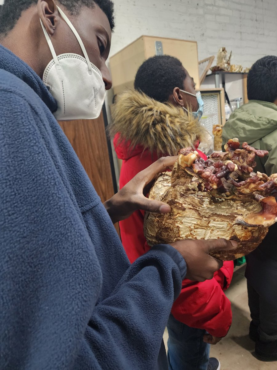 Chi_Voc's tweet image. Today our Agriculture/Horticulture Science students had a STEMtastic day with @plantchicago participating in an aquaculture immersion event.  We can't wait to set up our new vertical hydroponics unit, creating a symbiotic system to grow crops and fish together! #doSTEM #cpsSTEM
