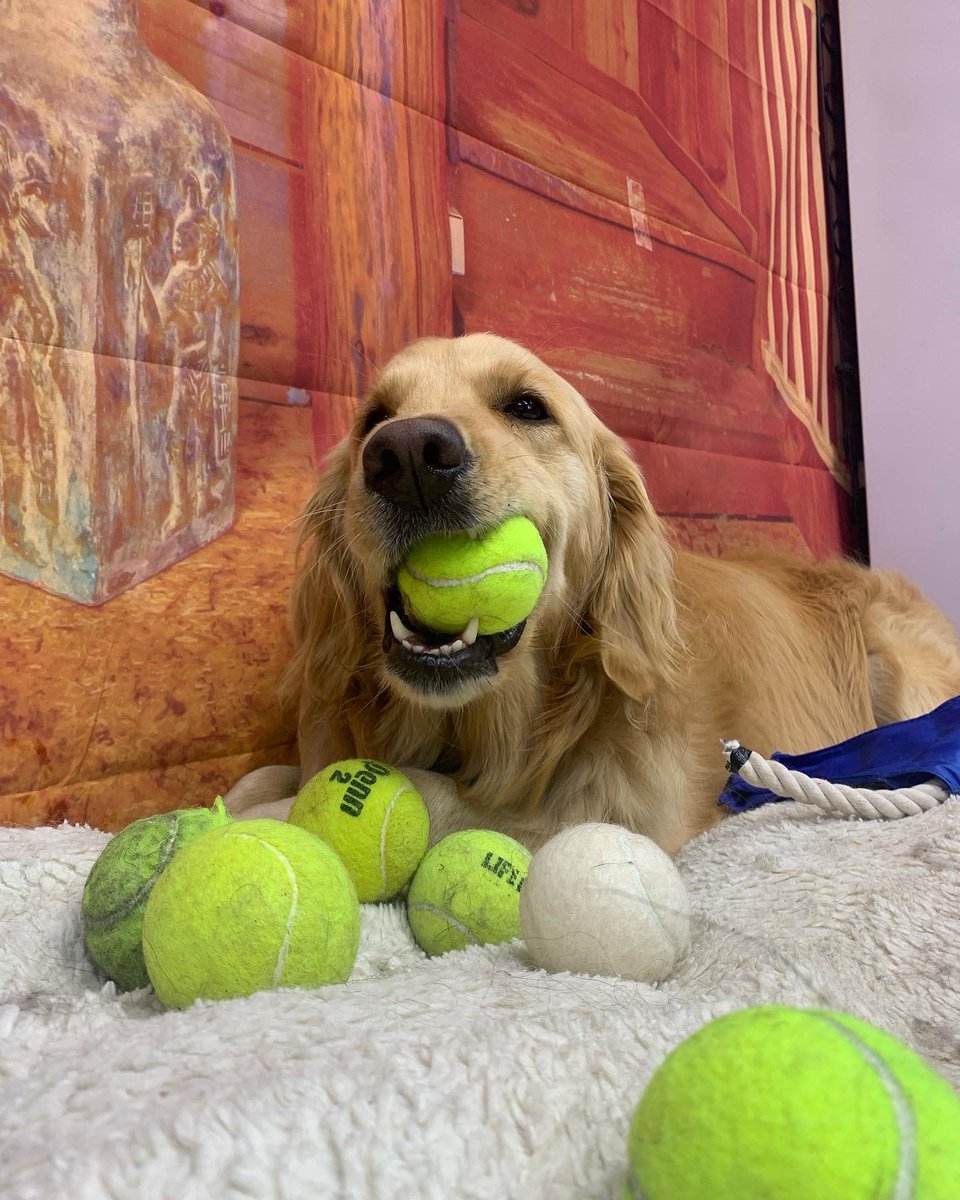 CampBowWowSC's tweet photo. This is your friendly reminder to not to forget to schedule extra care enrichment services!🥰🎾
#enrichment #enrichmentfordogs #dog #dogs #dogsofinstagram #dogsoforangecounty #dogsoftwitter #doggydaycamp #doggydaycare #doggielove #doggielife #sanclemente #danapoint https://t.co/5dPodF0351