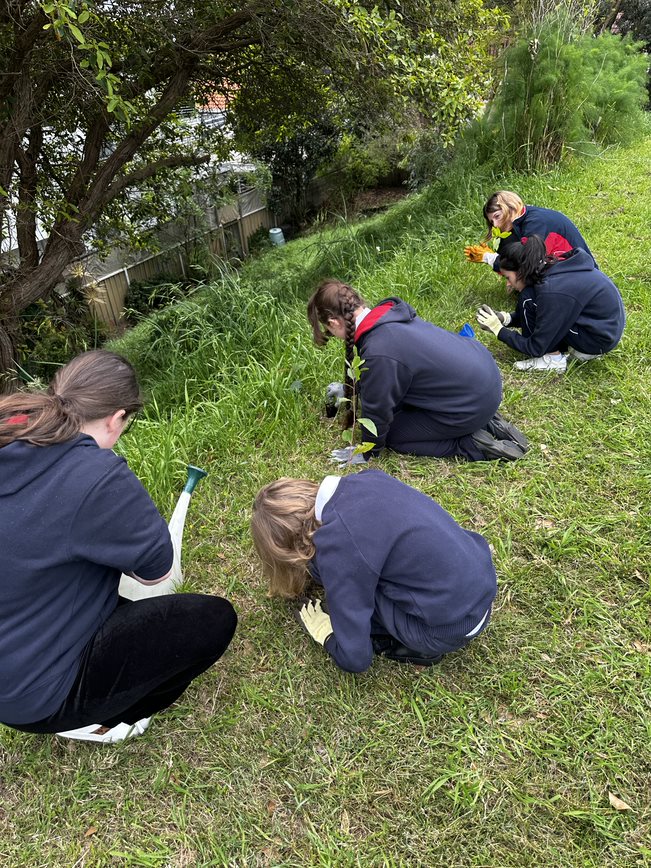 Rose Bay SC tweet media