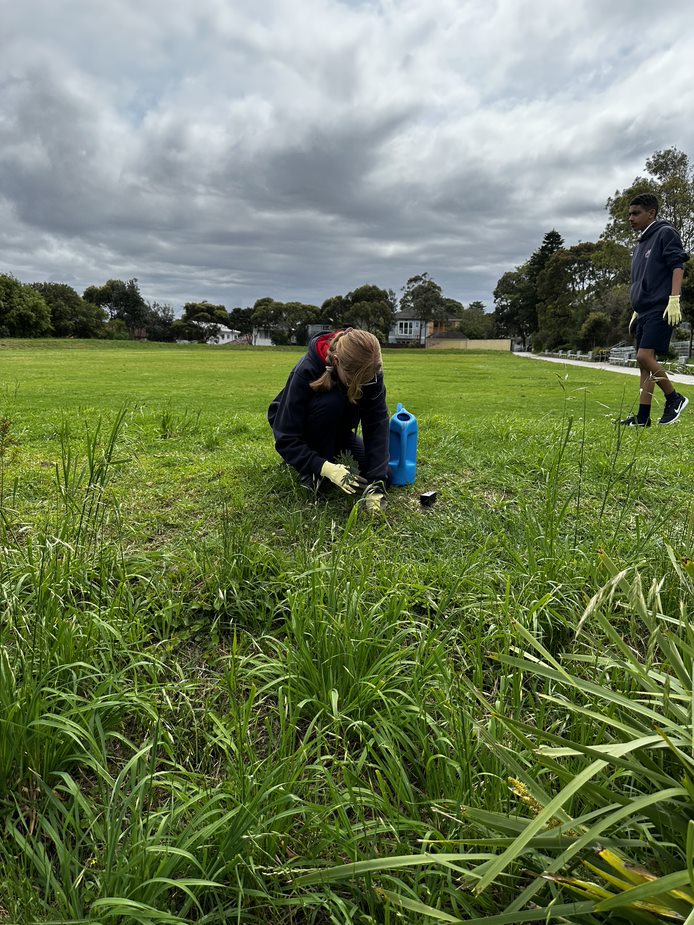 Rose Bay SC tweet media