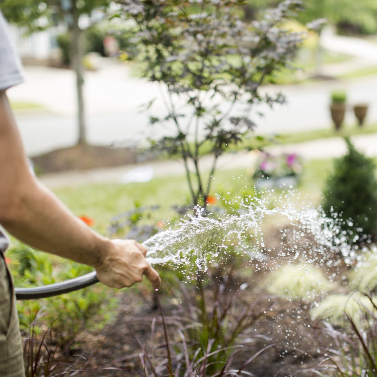 Gardeners live longer lives – up to 14 years longer on average than non-gardeners, according to author and #longevity expert Dan Buettner. A little over a decade ago, Buettner and his team of #researchers visited #communities around the world called #bluezones. #gardening