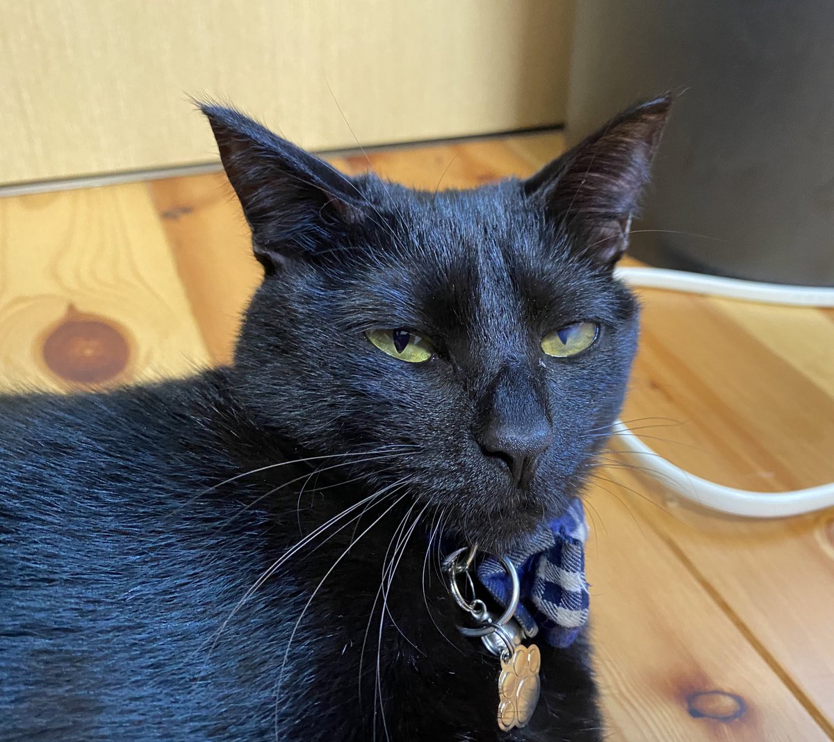 なんか似てるんすよ
猫といると表情の豊かさとか
人間みたいだなて色々気づけます
#猫の居る暮らし
#あおすな保護猫