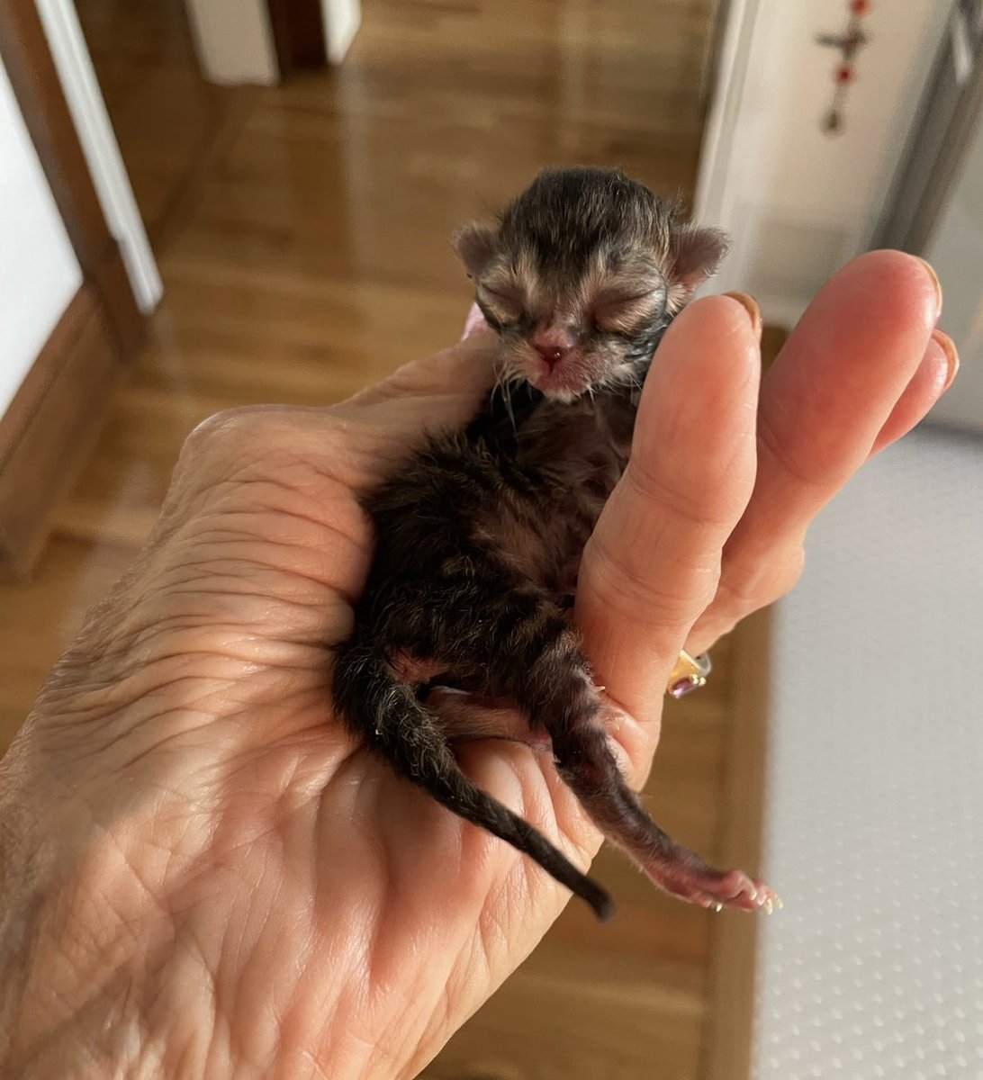 TuxedoCheckers's tweet photo. Lari at three days and at 10 weeks. She is my first curly-haired foster kitten. #catsoftwitter #cats #Ifits
#cat #cats #NewProfilePic #christmas #handsome #cute #beautiful #cutecat https://t.co/ZUq2zWEDj9