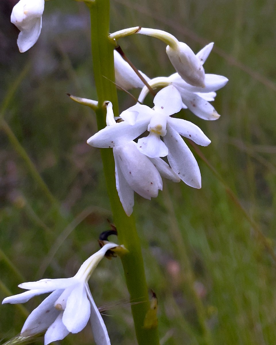 Gordon Smith tweet media