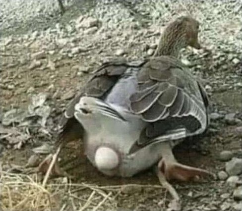 TrippyRaven's tweet photo. When you're 2 blocks away from your house and you couldn't hold it much longer https://t.co/RkxELC7ILi