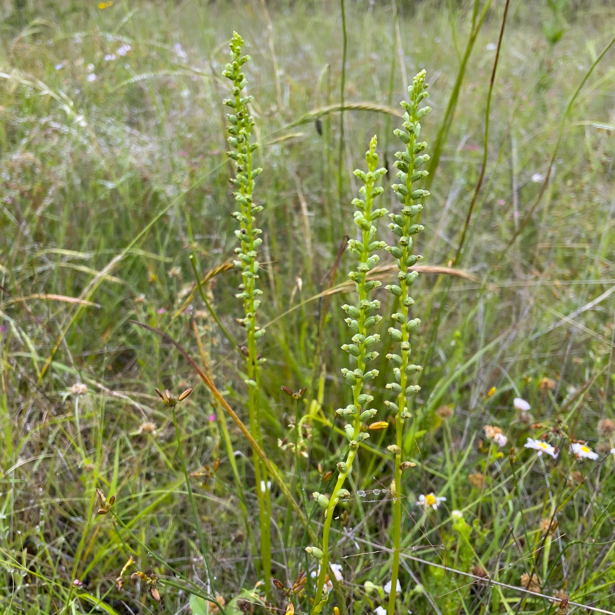 Gordon Smith tweet media