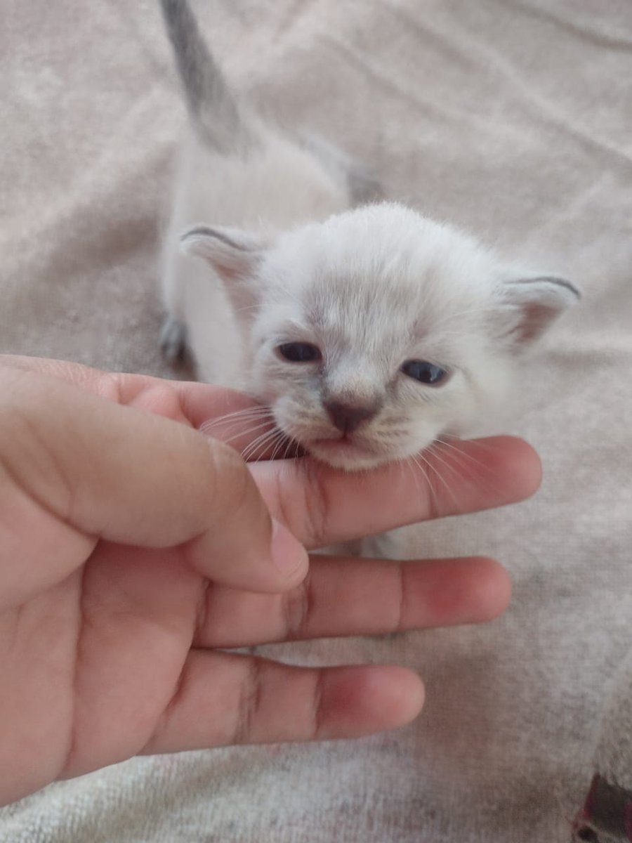 Rescatando Patitas Cazones tweet media