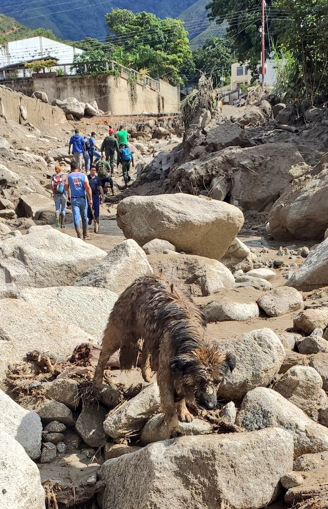 sembramostodos's tweet image. Hay mascotas deambulando perdidas por el #Castaño y #Palmarito. Algunas otras permanecen atrapadas en lugares donde sus dueños no pudieron evacuarlas.
Merecen ser rescatadas y adoptadas en caso de haber perdido sus dueños originales.
#Maracay