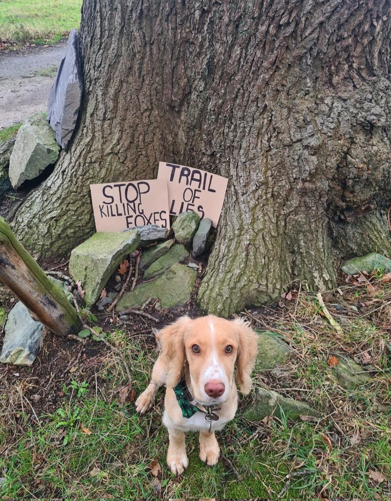 jesswarnerjuddx's tweet photo. Fed up of seeing foxes running for their lives whilst those hunting them maintain its trail hunting and completely legal. Hate this time of year, where we have to try and protect wildlife from a cruel death. Be more like Bernie! 🦊🦊#keeptheban #savethefox #trailoflies https://t.co/OaAiHxq53X