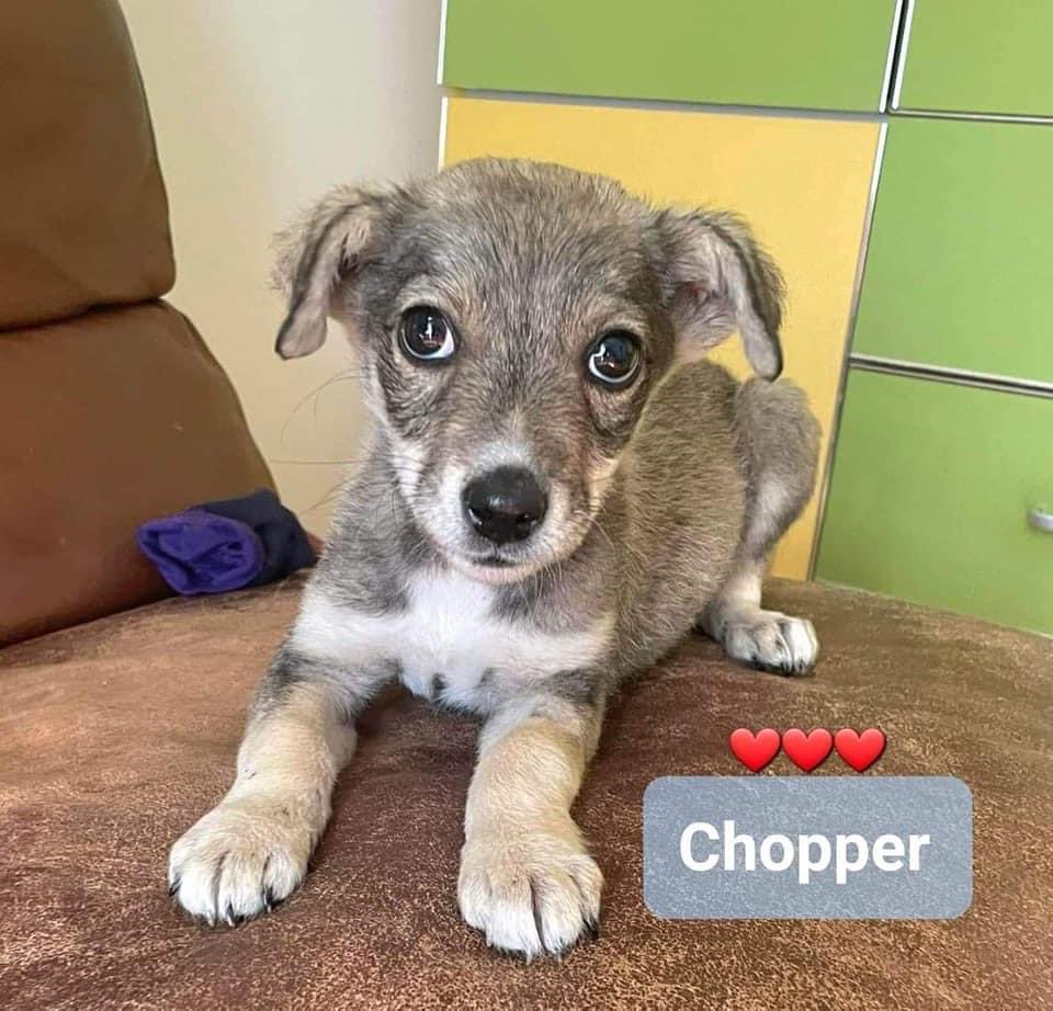 PfotenV's tweet photo. Wir finden ja der kleine❤️❤️CHOPPER❤️❤️ist an Niedlichkeit kaum noch zu überbieten🥰

Der kleine Kerl, ca. 2 Monate alt, hat eine sehr schlimme Zeit hinter sich...ein abartiges Individuum
hat ihn in den Bauch getreten, dass sein Bäuchlein aufgerissen ist😢 (schlimme Bilder😔) https://t.co/FpsI9tabZ0