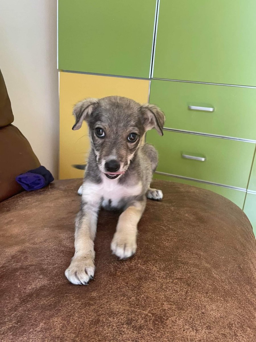 PfotenV's tweet photo. Wir finden ja der kleine❤️❤️CHOPPER❤️❤️ist an Niedlichkeit kaum noch zu überbieten🥰

Der kleine Kerl, ca. 2 Monate alt, hat eine sehr schlimme Zeit hinter sich...ein abartiges Individuum
hat ihn in den Bauch getreten, dass sein Bäuchlein aufgerissen ist😢 (schlimme Bilder😔) https://t.co/FpsI9tabZ0