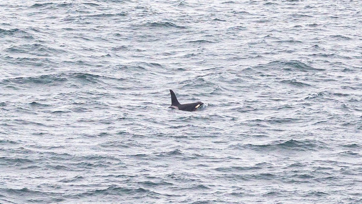 A once in a lifetime moment! 🥹 Whilst photographing Neist Point lighthouse in Skye some movement in the water just off the cliffs caught my eye. At first I thought it was driftwood… instead it was something incredible - an Orca whale! 

#scotlandorca #isleofskye #visitskye