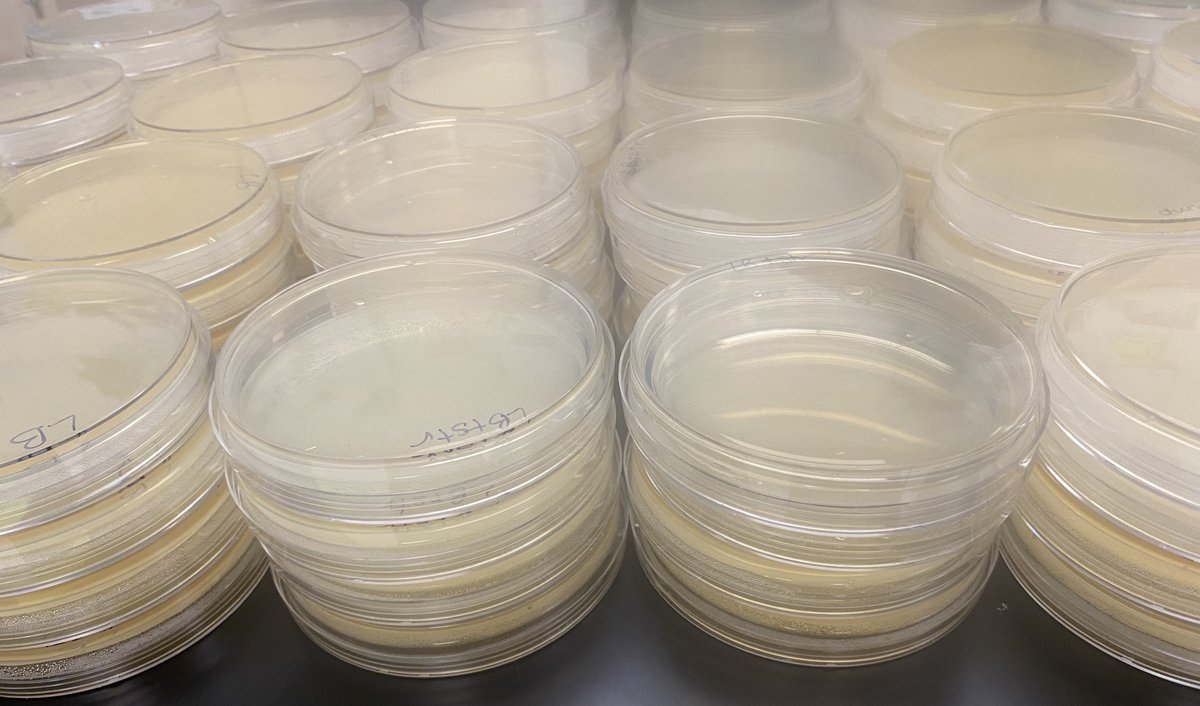 C_Matusevich's tweet photo. Meal prep Tuesday! #superbugs #labprep #realworldlearning #petriplatesfordays @chccs @CTEWorks @PLTWorg https://t.co/HyF0zspEQL
