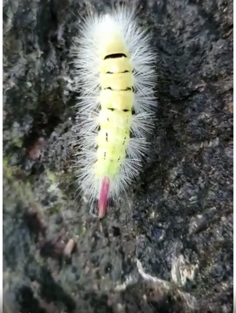ecology_em's tweet photo. Tussock moth caterpillar spotted in Derbyshire last week! This little fella will grow slowly from late June to early October and then overwinter as pupae! #2022EBE https://t.co/PwtsfHHLza