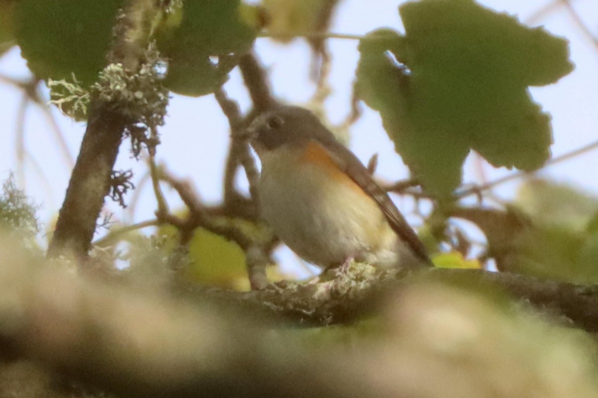 TimSykes74's tweet photo. ...and appallingly badly.  Some folk didn't connect at all, and I think these are the only (awful) photos emerging so far.  But you get the idea! @birdguides @natureinshet 2/2 https://t.co/IklKh3ze7S