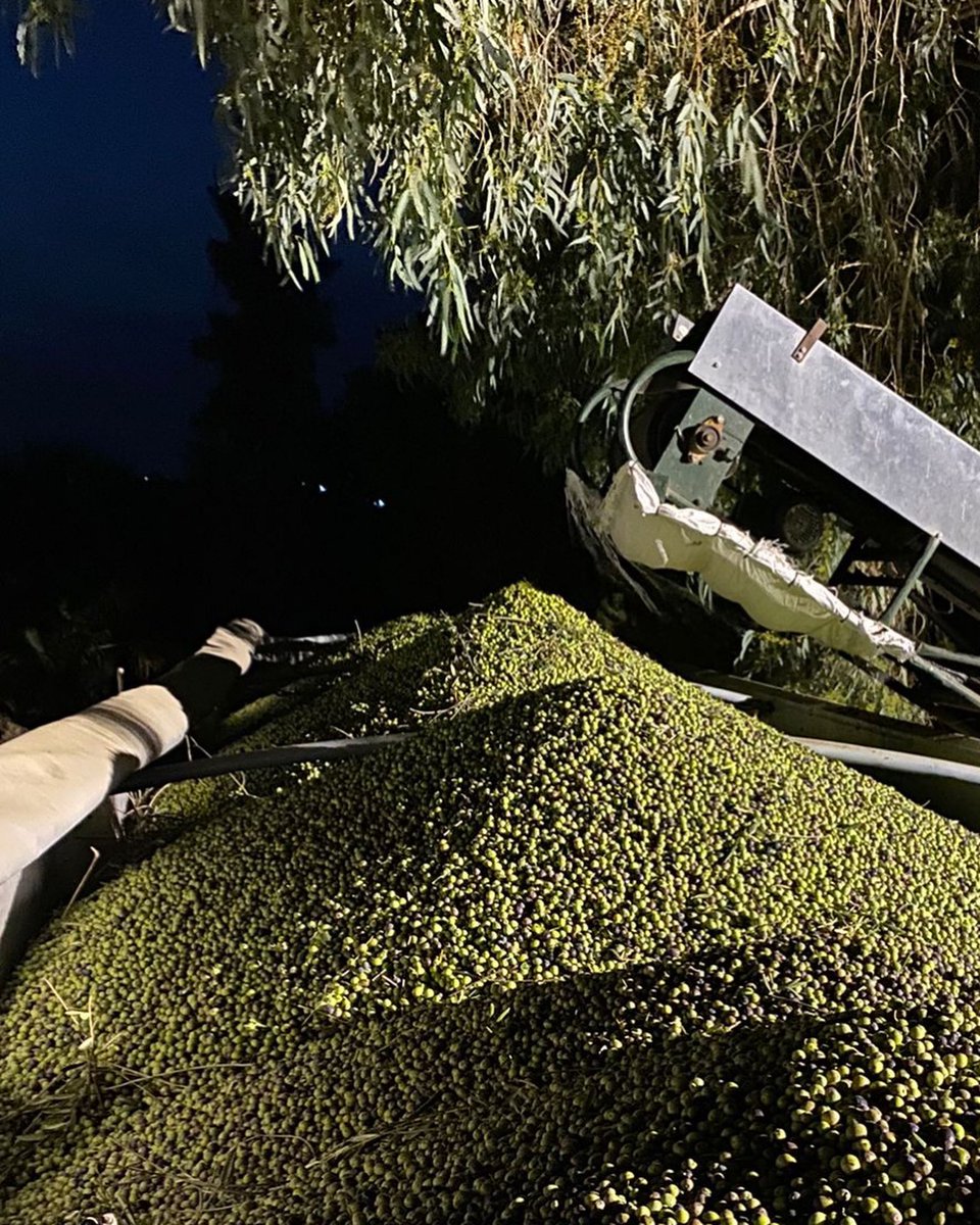 Framoliva's tweet photo. ~ #Enlalucha del #orto al #ocaso ~
.
www.framoliva.con
.
#arbequina
#campaña 22/23 #aceitedeolivavirgenextra 
#AOVE
#recolección 
#elcamponopara 
#olivos
#ningunacocinasinlosaceitesdeolivadeespaña 
#cosechapropia
#oliveoil 
#evoo https://t.co/4P86MHp82W