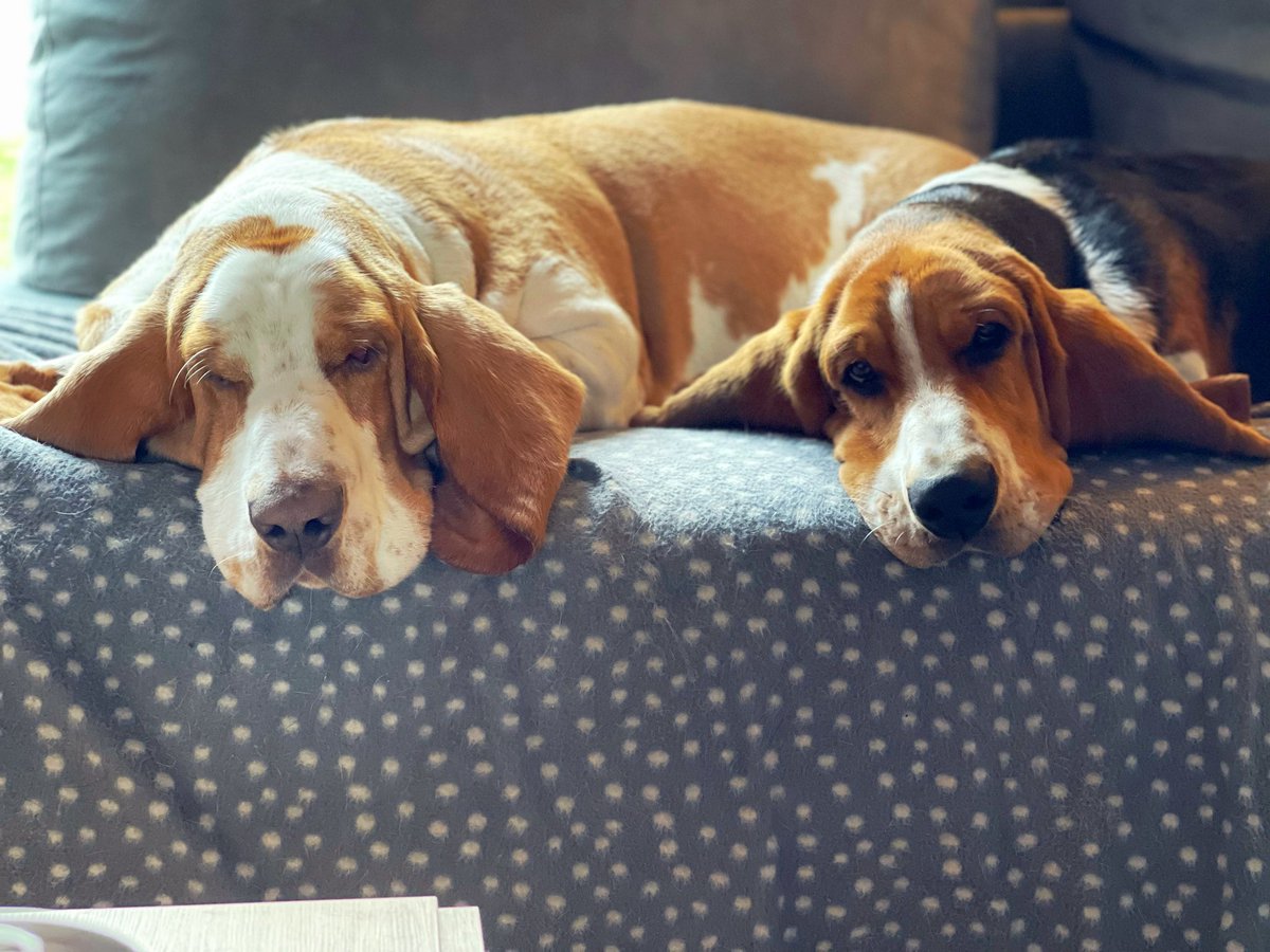 sirtibblesdog's tweet photo. sometimes, when my big brother tibbles sleeps, i wriggle my way across the couch to snuggle with him. -walter #ilovehimsomuch❤️ https://t.co/D5FKzK1xYS