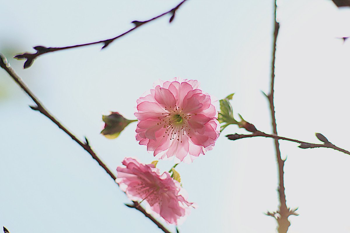 Z5v8SqSYBCMPCzn's tweet photo. 🍀おはようございます
水曜びぃすた〜と🍀
…色んな種類の桜が咲いていて、4枚目はさくらんぼ？ではなくてリンゴ🍎です。さくらんぼの様になってるかわゆい姫リンゴ〜💕
今朝の熊本は寒っ!風邪をひかないように用心の季節ですよ〜ん🍀
🍀今日も気を付けてね〜行ってらっしゃいですよん💛💙
#願い💕 https://t.co/aryjcQWIUc