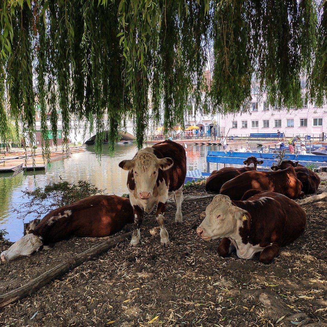 Eugene Alexeev tweet media