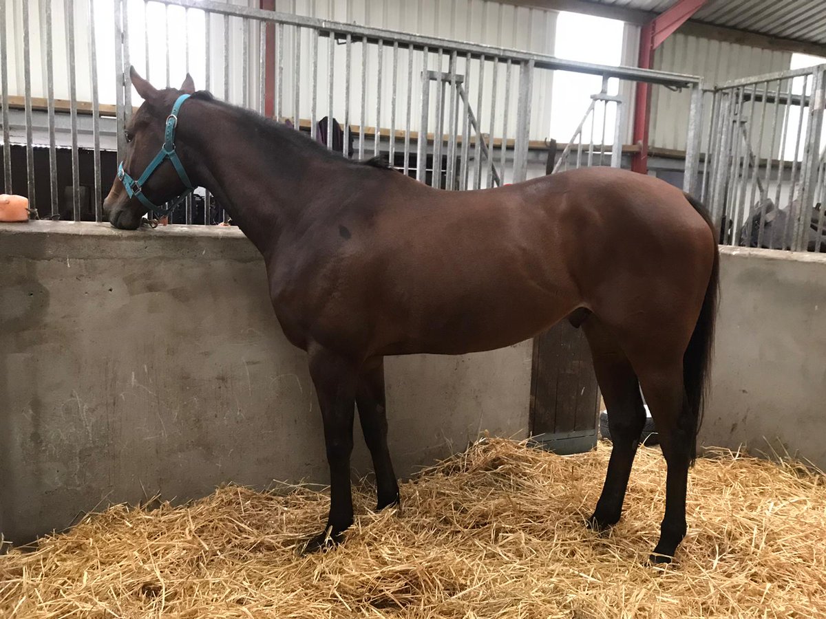 MickyFenton's tweet photo. Big day for us tomorrow we have our first runner Run Forrest Run @Navanracecourse in the 2.10 ridden by Declan McDonogh 🤞 https://t.co/HVNkNgISQf
