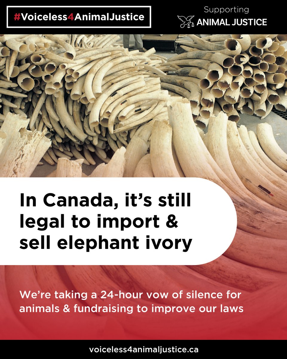 It's appalling that it's STILL LEGAL to import & sell elephant ivory in Canada 🐘 On Nov 5, were going silent for an entire day in solidarity with the animals who suffer because of our poor laws. Give to help us make change! ➡️ voiceless4animaljustice.ca #Voiceless4AnimalJustice