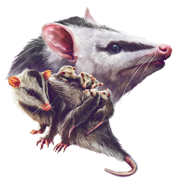 No son ratas gigantes, no muerden a la gente, no se llevan a los niños y no transmiten la rabia. Si las encuentras por favor no les tires piedras.
En #MitoOBirdad te contamos sobre las chuchas, una maravillosa especie que habita en nuestro país. 🇨🇴
(Hilo 🧵👇)