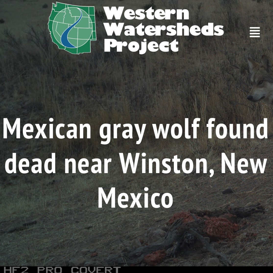 🚨BREAKING🚨 An endangered male Mexican wolf was found dead in NM - an investigation is underway. M1693 was valuable both to his family + genetically. More via @wildadvocate ➡ westernwatersheds.org/2022/10/mexica…