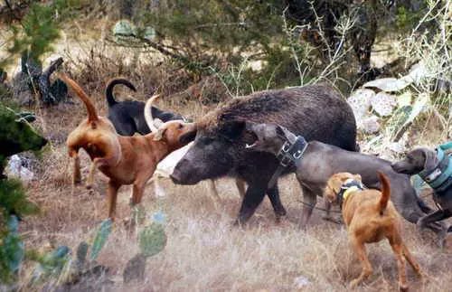 Isanimalista's tweet photo. A estos perros les llaman "de agarre".Son entrenados desde muy jóvenes para matar otros animales.Una jauria d perros mata a una presa provocándole una muerte atroz. Esto solo está permitido en España,en el resto d Europa la caza con perros está prohibida 
@PSOE 
@sanchezcastejon https://t.co/0Qz1WsYL5s