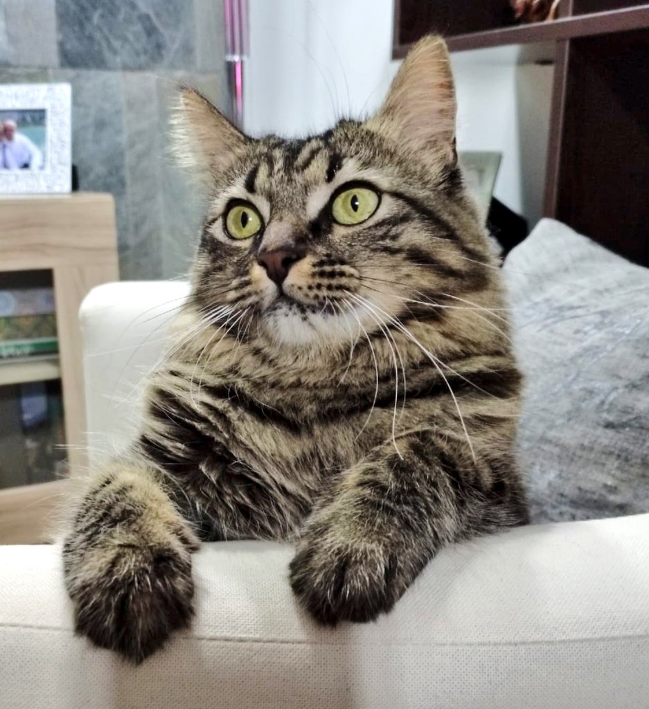 Ciao amici 🐾😻
#Marla