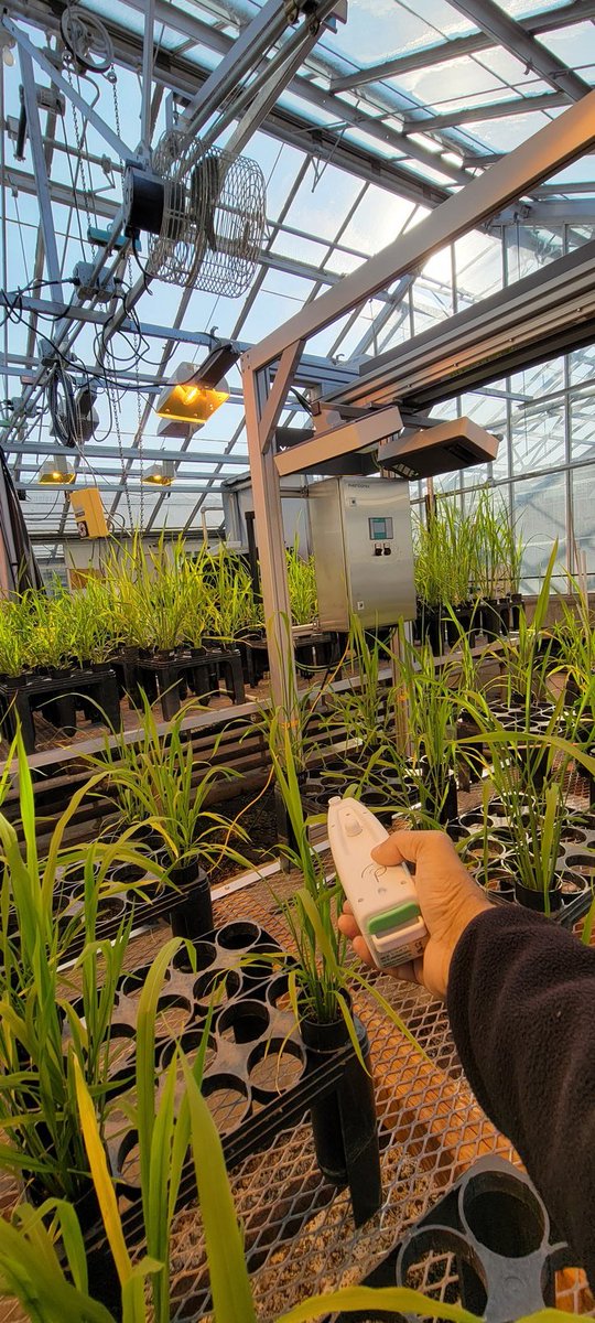 Please RT and encourage your students and desirees to apply for graduate school. I am looking for PhD/MS graduate students interested to work on plant phenotyping, data science, genomics. Reach out to me & apply at bpp.oregonstate.edu/bpp/academics/… @osubpp @plantae_org Greenhouse view