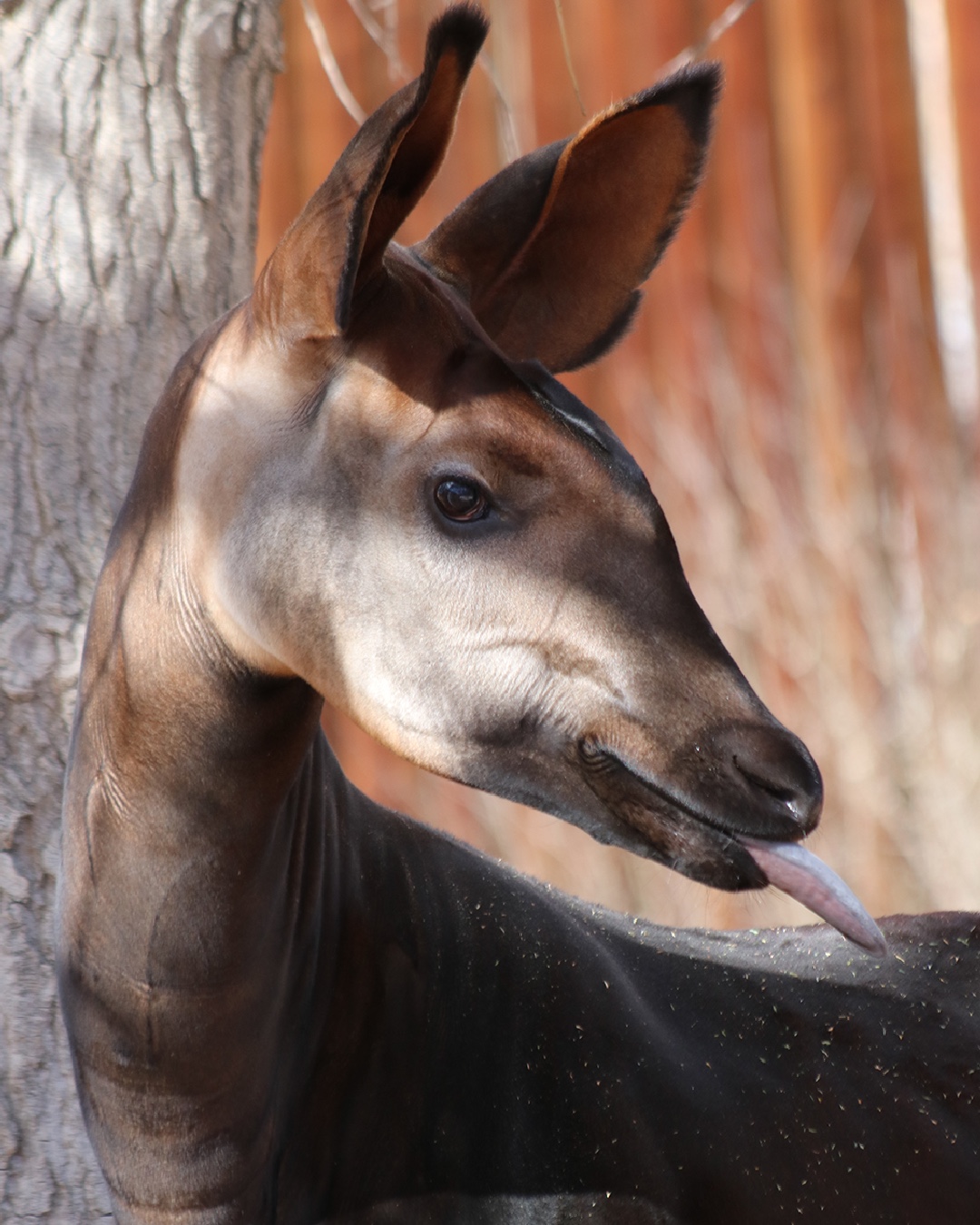 Denver Zoo on Twitter: Denver Zoo on Twitter: