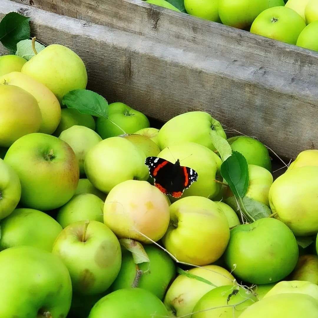 A colourful little friend in the orchards 🦋🍏☘️ #Butterfly #Nature #OrchardCounty #Harvest #Apples