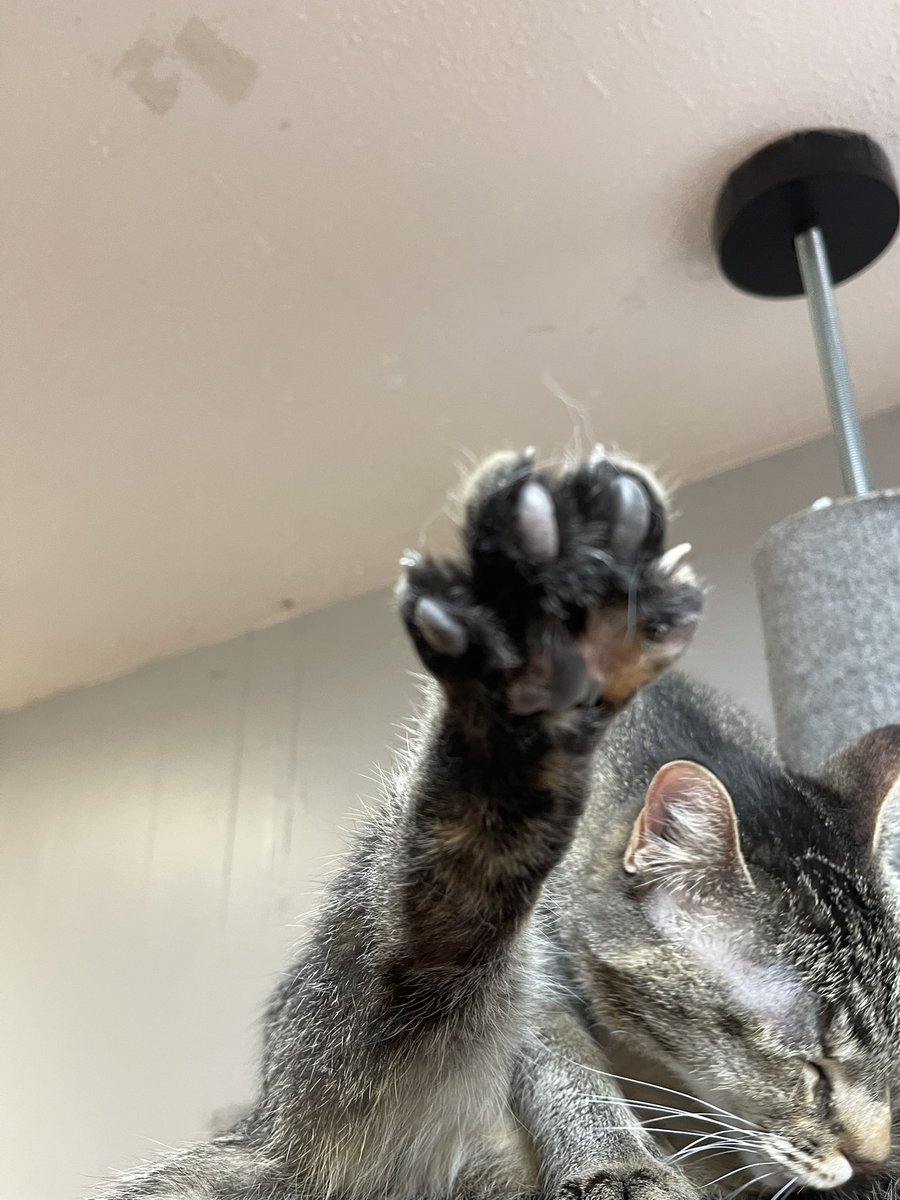 In case you missed it! #toebeantuesday #CatsOnTwitter #CatsOnTwitter