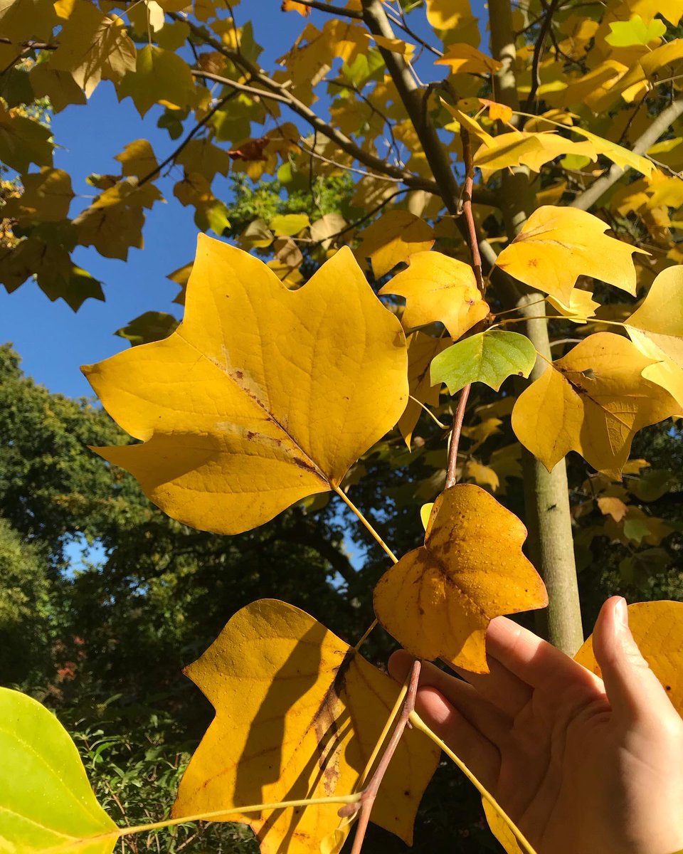 Peter Jones (@gardenerjonesy) on Twitter photo Liriodendron tulipifera ‘Purgatory’ was positively glowing in the autumn sun today <a href="/rhswisley/">RHS Garden Wisley</a> you can see where the green chlorophyll has drained from the leaf.
#rhswisley #autumncolors #liriodendron Liriodendron tulipifera ‘Purgatory’ was positively glowing in the autumn sun today <a href="/rhswisley/">RHS Garden Wisley</a> you can see where the green chlorophyll has drained from the leaf.
#rhswisley #autumncolors #liriodendron