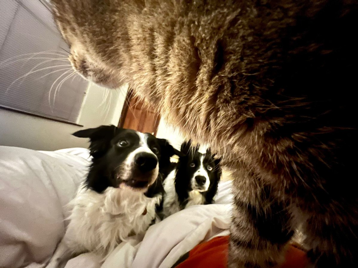 Janice Bailie tweet media