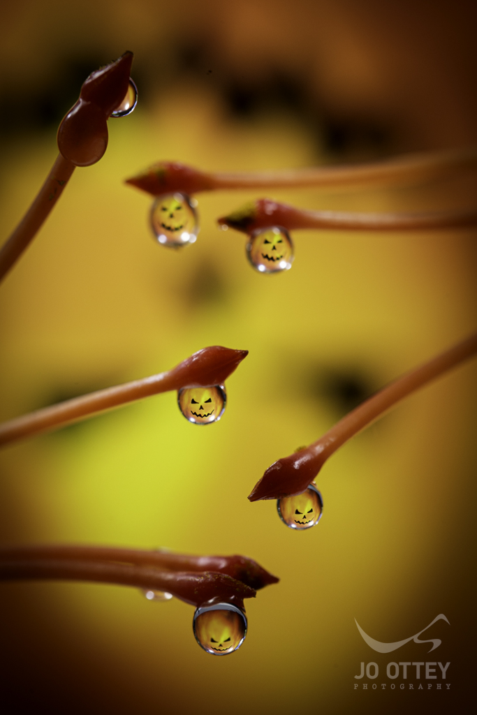 Jo Ottey Photography .🐞🌻🐝. (@joottey) on Twitter photo Come join the fun of the <a href="/TezTunas/">TezTunas</a> #SpookyTuna event over on <a href="/objktcom/">objkt</a>
Thank you to <a href="/AndrewHookerPh1/">Andrew Hooker 🇦🇺📸</a> <a href="/artzmaryann/">Artzy Dreams</a> <a href="/itsltlthings/">Joanne_itsltlthings</a> <a href="/modern_painter0/">modern painter</a> for being the first to collect SPOOKY Come join the fun of the <a href="/TezTunas/">TezTunas</a> #SpookyTuna event over on <a href="/objktcom/">objkt</a>
Thank you to <a href="/AndrewHookerPh1/">Andrew Hooker 🇦🇺📸</a> <a href="/artzmaryann/">Artzy Dreams</a> <a href="/itsltlthings/">Joanne_itsltlthings</a> <a href="/modern_painter0/">modern painter</a> for being the first to collect SPOOKY